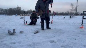 Выход форели. Клюет на икру.