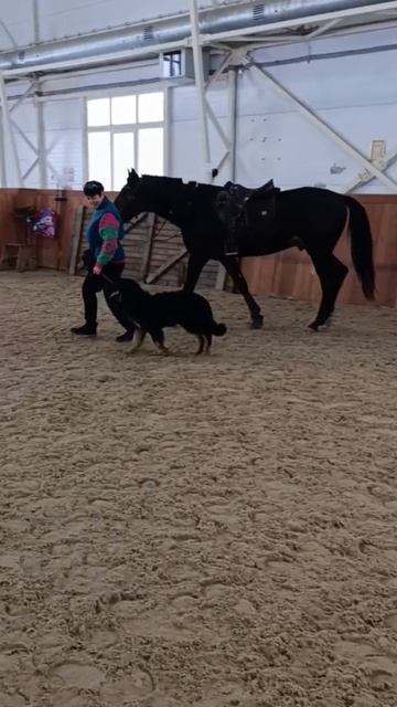 Питомцы разные нужны, питомцы разные важны))