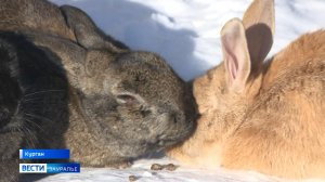 Зауральцы могут сдать ёлки на Страусиную ферму