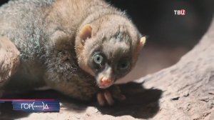 Мама отказалась от новорожденного потто в Московском зоопарке