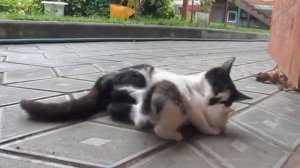 Школа котов, урок самообороны