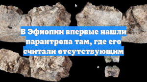 В Эфиопии впервые нашли парантропа там, где его считали отсутствующим
