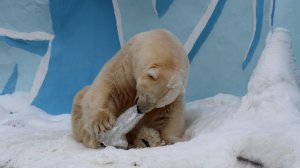 Белый медведь Кай - поиграли можно и поспать..