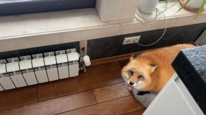 Лиса-Алиса. Лиса пришла в гости к холодильнику