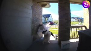 Большая Подборка Самых Смешных Моментов. Видео из интернета.