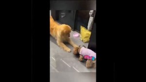 Видео от МЯУтаверс – как метавселенная, но с котами