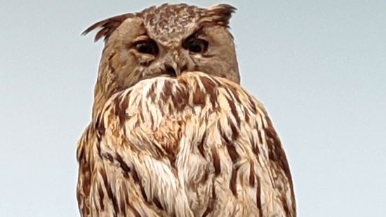 Птицы в музее Новочеркасска смотреть онлайн