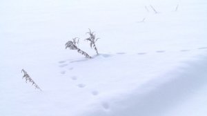 Лесная перепись 21.01.2026