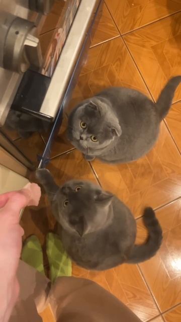 Любимые ❤️ Настины питомцы смотреть онлайн