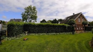 Стрижка живой изгороди из лавра