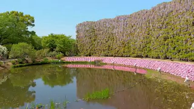 цветение глицинии🌿🌸🌸🌿🌼 смотреть онлайн