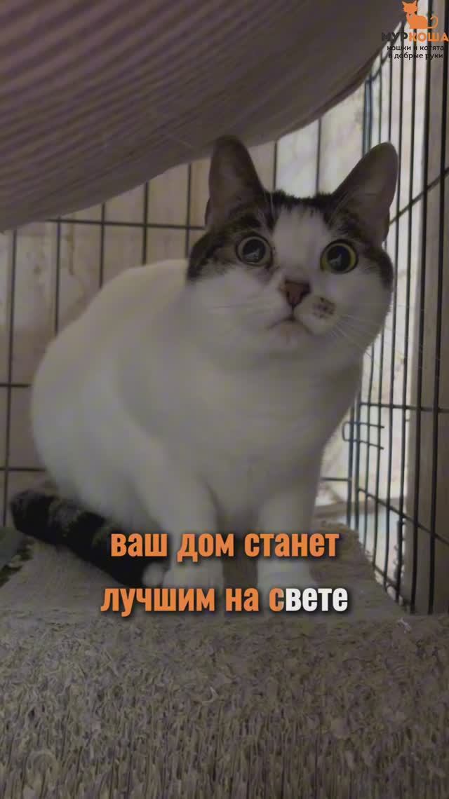 Поллианна ждёт вас в приюте #Муркоша