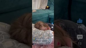 Сборник мини- анимаций Злата Бадабум