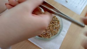 Определяем виды злаков по зерновкам.mp4