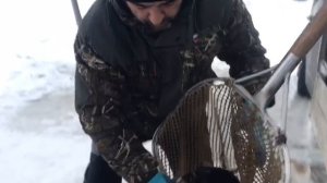 новый привоз форели