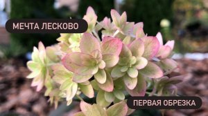 Мечта Лесково- особенности обрезки этой метельчатой гортензии. Как сделать куст красивым