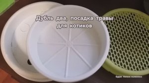 Посадка травы для котиков в вермикулит