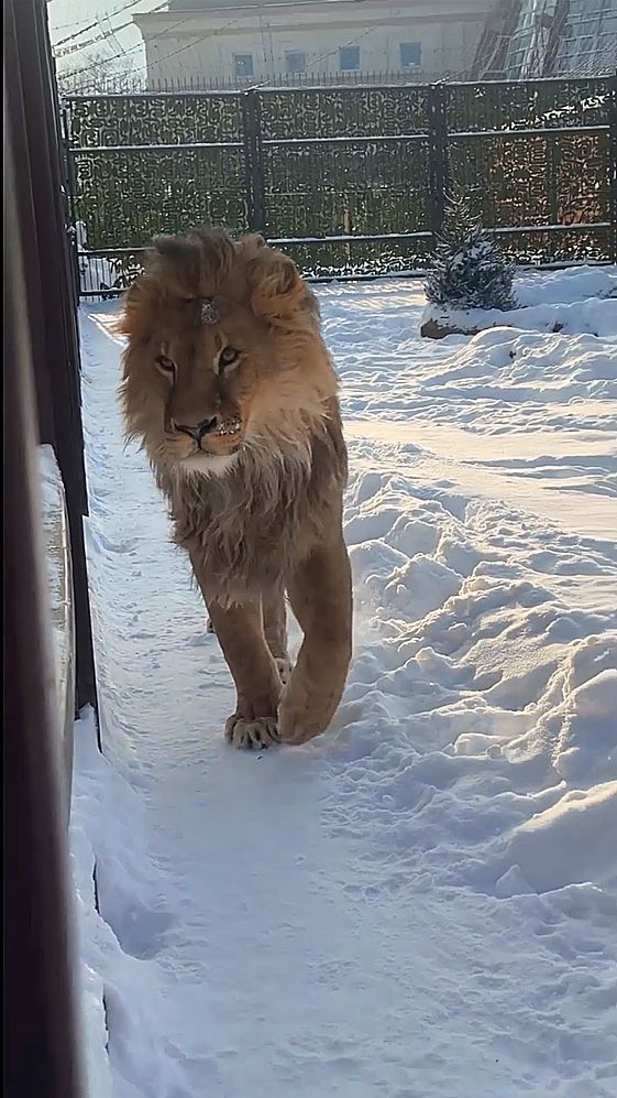 Лев ШЕРХАН. Иди сюда, поглажу. #шерхан_тайган #шерхан #лев #lion #animals #shortvideo # #животные смотреть онлайн