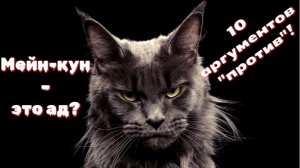 10 причин не заводить мейнкуна