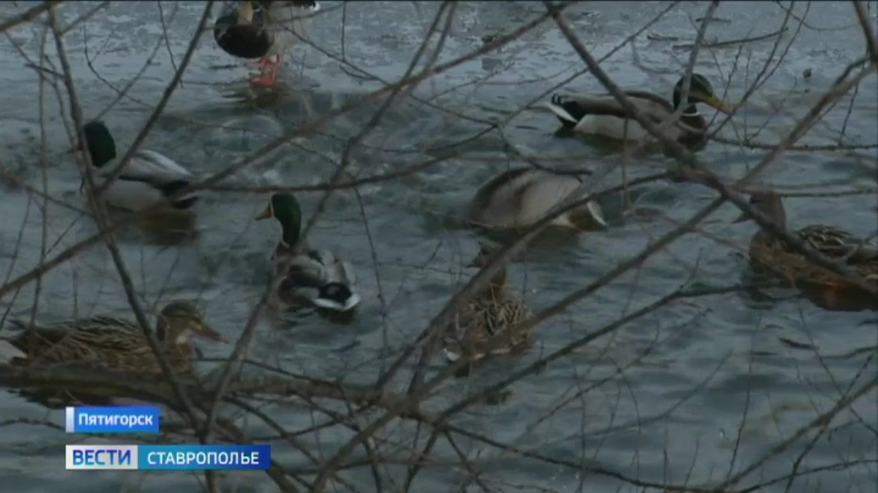 Жители и гости Пятигорска переволновались за местных уток смотреть онлайн