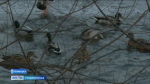 Жители и гости Пятигорска переволновались за местных уток