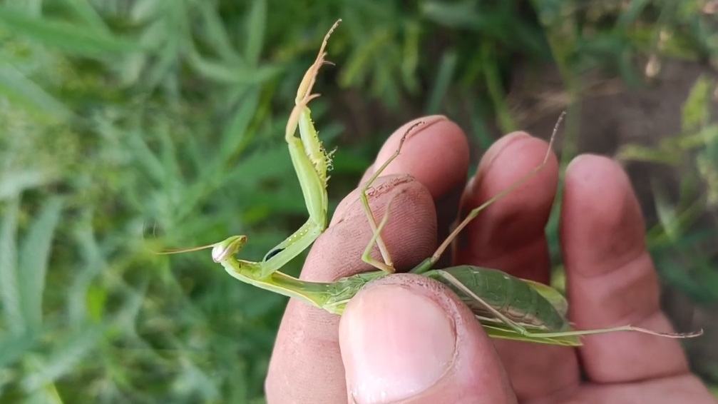 Богомол в Сибири. #поискмонет #монеты #equinox900 #equinox #minelab #металлоискатель #14 смотреть онлайн