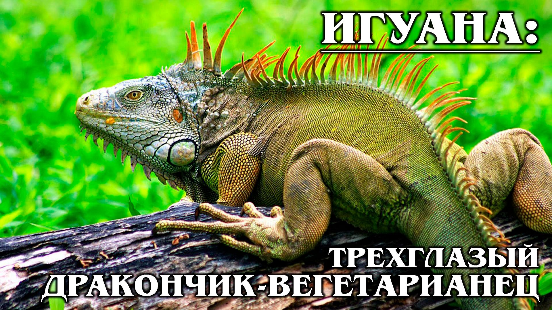 Зеленая Игуана: Рептилия с "Третьим Глазом" | Интересные факты про животных смотреть онлайн