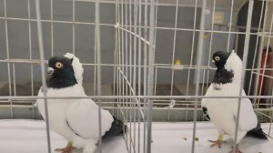 18.01.2026г Выставка в ЦСКА Москва ч.6