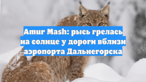 Amur Mash: рысь грелась на солнце у дороги вблизи аэропорта Дальнегорска