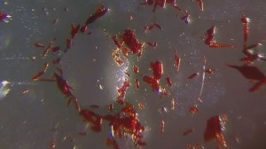 Мелодия из мусора