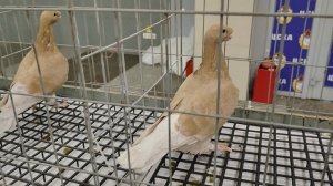 18.01.2026г Выставка в ЦСКА Москва ч.7