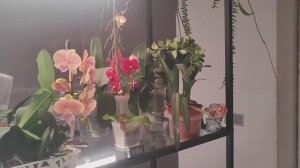 #158 ОрхоVLOG #орхидея все-таки беременная. Небольшой обзор полочки на стеллаже (1)