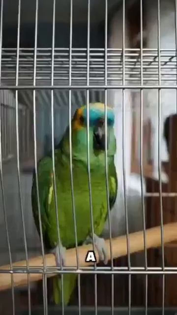 полиция открывайте тук тук #полиция смотреть онлайн