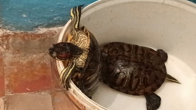 Наши красноухие черепахи смотреть онлайн