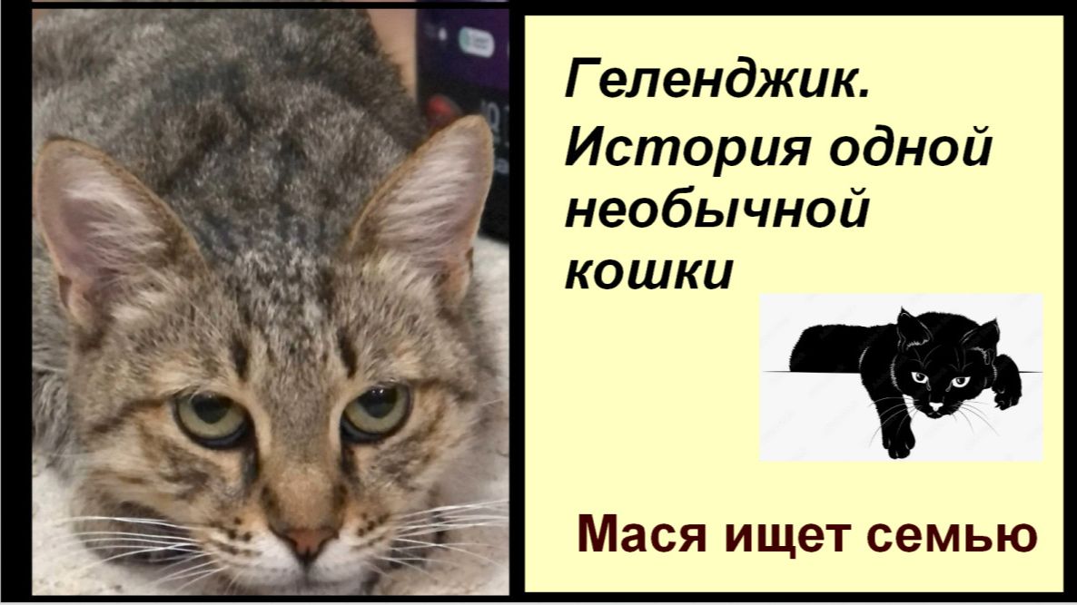 Геленджик, история одной необычной кошки, Мася ищет семью смотреть онлайн