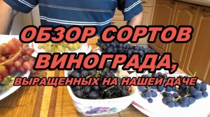 ОБЗОР СОРТОВ ВИНОГРАДА,выращенных на нашей даче