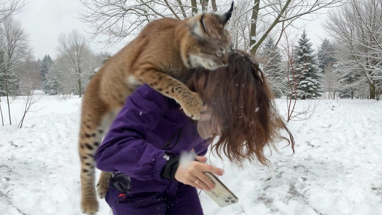 ПЕРВОЕ В МИРЕ НАПАДЕНИЕ РЫСИ НА ЧЕЛОВЕКА / Собрались все поколения котят смотреть онлайн