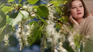 Тополя, тополя Исполняет Елена Шевченко