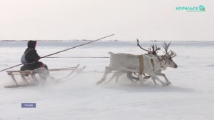 Норильские новости - 21.01.2026