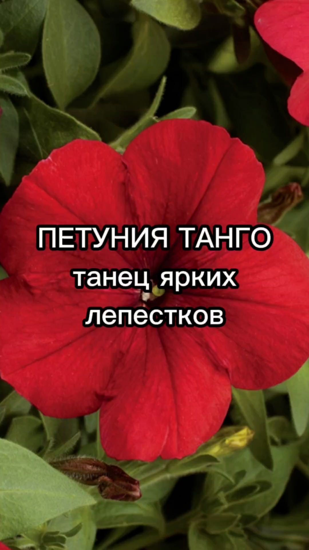 Идеальная серия петунии для озеленения! смотреть онлайн