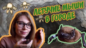 ВНИМАНИЕ: ЛЕТУЧИЕ МЫШИ В ГОРОДЕ! Кто они такие и что делать при встрече 🦇