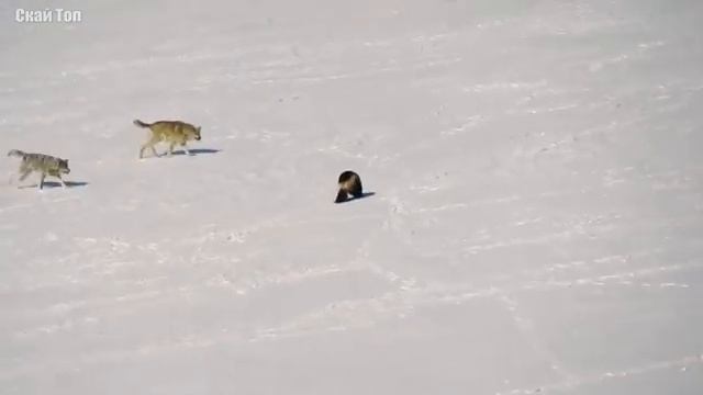 Охота 18. смотреть онлайн