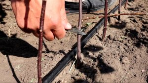 Как провести окулировку яблони и ее результат