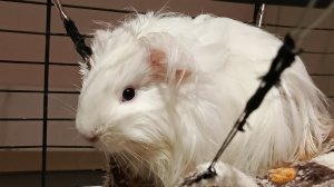 Морская свинка после купания в тазике,отдыхает)