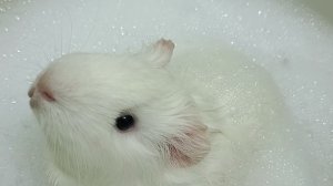 Морская свинка