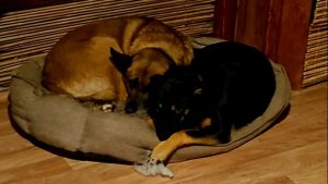 Белые деньки, дружные собаки и интересная работа