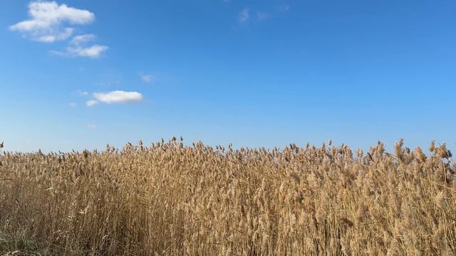 🎼. «Не видно как душа болит , не слышно как она молчит» смотреть онлайн