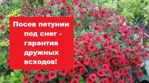 Посев петунии под снег - лучший способ посева!