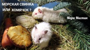 Кто ДЕШЕВЛЕ и ПРОЩЕ в содержании #морская_свинка ИЛИ #хомячок ?