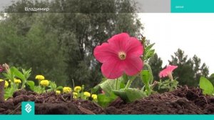 Во Владимире продолжают высаживать на городские клумбы семена и рассаду цветов